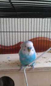 Lost Budgerigar