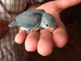 Lost Parrotlet
