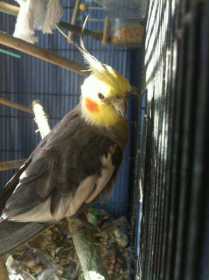 Lost Cockatiel