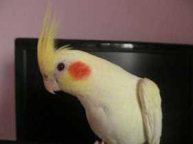 Lost Cockatiel