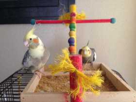 Lost Cockatiel