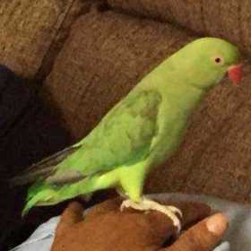 Lost Indian Ringneck Parakeet