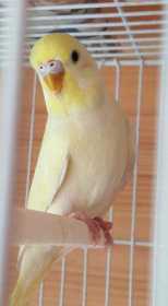 Lost Budgerigar