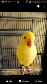 Lost Indian Ringneck Parakeet