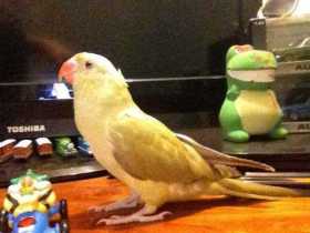 Lost Indian Ringneck Parakeet