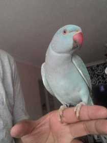 Lost Indian Ringneck Parakeet