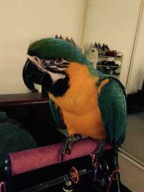 Lost Macaw