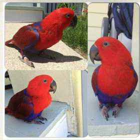 Lost Eclectus