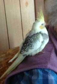 Lost Cockatiel