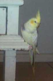 Lost Cockatiel