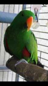 Lost Eclectus