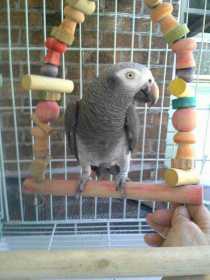 Lost African Grey