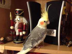 Lost Cockatiel