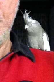 Lost Cockatiel