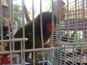 Lost Lory / Lorikeet