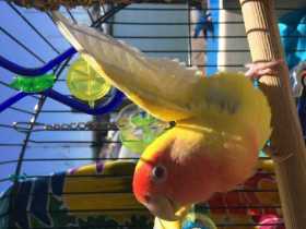 Lost Lovebird
