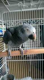 Lost African Grey