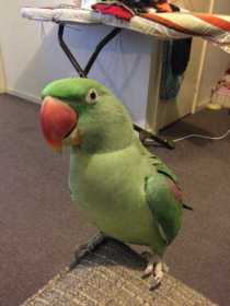Lost Alexandrine
