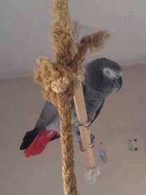 Lost African Grey