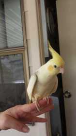 Lost Cockatiel