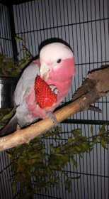 Lost Galah Cockatoo