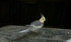 Lost Cockatiel