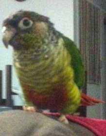 Lost Conure