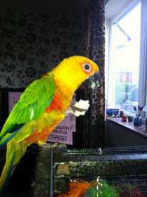 Lost Conure