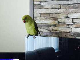 Lost Indian Ringneck Parakeet