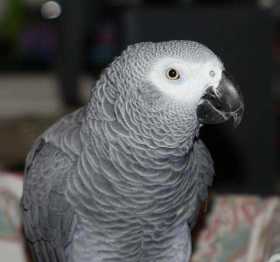 Lost African Grey
