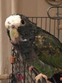 Lost Pionus