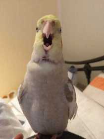 Lost Cockatiel