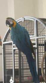 Lost Macaw