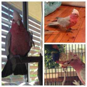 Lost Galah Cockatoo