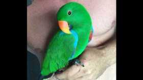 Lost Eclectus
