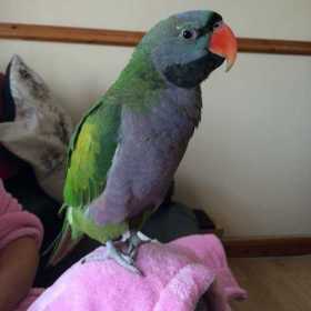Lost Derbyan Parakeet