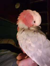 Lost Galah Cockatoo