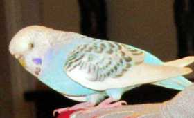 Lost Parakeet