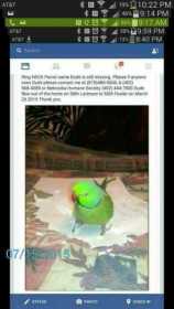 Lost Indian Ringneck Parakeet