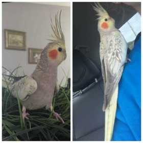 Lost Cockatiel