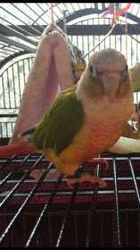 Lost Conure