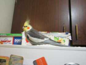 Lost Cockatiel