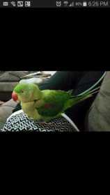Lost Alexandrine