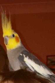 Lost Cockatiel