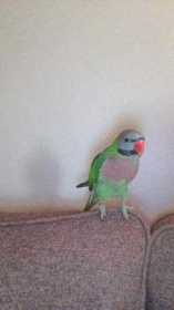 Lost Parakeet