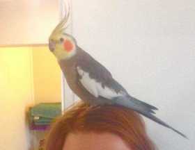 Lost Cockatiel