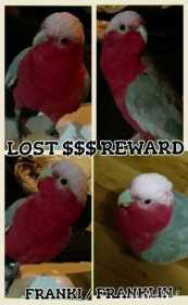 Lost Galah Cockatoo