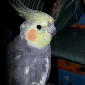 Lost Cockatiel