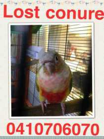 Lost Conure