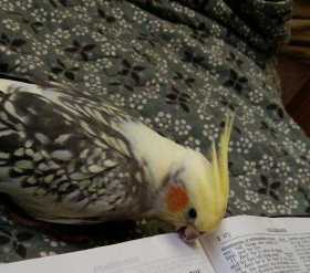 Lost Cockatiel